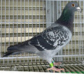 oi79ԁuQRqaOOTVRabvlom13ʑSZ(RG5ʁ~GN15GP15)~(GNZgnJ600kDSZ~CH57)