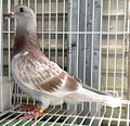 oiuQTeeOQUTT@qbvHcB[X({h[7ʑ~oZiN890ʁj~Ar[Yii{kN260ʑ~Vg[NPO30ʑj