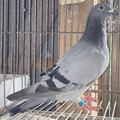 oiuQPeeOQPVX@av@@eI@SZQONAWoPOUPHPUʈٕZAWEAg[vo2000HD