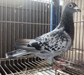 oiuPWl`ORXPX@abvF@SZ)100KD400KR(TR[[vTOOjqfD~}[X500KR)~TR[[v̕