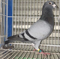 oi"uAtFi"umkPU|PTQXRWO@cbvL[XE{XAtFi(CG15749Hō[l27453Hō)