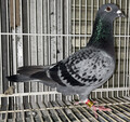 出品鳩「19DA24851 BC♀」北澤作直仔)RG総合22位PN総合14位桜花賞総合36位 ガストンリック号×(カンニバルジュニア号P×ドーターデカプリオ号)