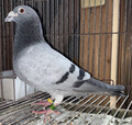 出品鳩「18ET03852 B♂」井波光雄作アネカポネ号ニュー神奈川ブロック400K2616羽総合優勝×19年東日本CH1000K連盟3位の兄弟