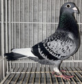 oiuQOw`OPPWU@abvvZJOAD@`IN400KD(tHVbNXqfDj~tH[VbNXٕZ
