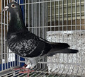 oi35ԁuPVw`PWQTU@abvZJOX}CLfBqf35ʋTcQʃI[^`oPʔ~qf22ʋTc39ʏH`oAPʔ