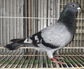 oi97ԁuQQw`ORRRT@avvZJO]sfmD`IN400KD̔Z~RG500K33ʍԏܑPUʃG[XoA1