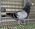 oi62ԁuPXw`PRRXU@abvZJO@SZ)m17ʔ\fo700j5ʔ`IN400K10ʔ uo[e~قfoR	