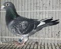 出品鳩♂23番「21LC03310 BCW♂」張替雅之作半兄弟)CH総合77位25年CH連盟14位 ユニコン440号×ユニコンジュニア号東日本CH当日総合18位の娘鳩