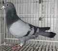 出品鳩♂16番「20LC07524 B♂」土田春行作半兄弟)東日本CH3615羽総合119位フレイク系(JC3位×GP連盟9位娘)直仔×(1000K優勝直仔×GP連盟9位娘)