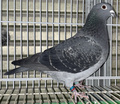 出品鳩「210A00950 BLKC♀」加賀邦彦作半兄弟)バルセロナN6位24位鳩バルセロナN40位鳩全兄弟直仔)九州CH総合優勝 (MG430号×シルケ号)×ブラックシャトー号娘