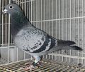 出品鳩♀55番"ザ・ヤンセン号"「24RA02003 BC♀」清水良典鳩舎作翔 25年北陸GP800K380羽中総合優勝鳩