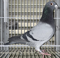 出品鳩♂2番23年生「71UH9214 B ♂」清水作 ファンダイク鳩舎代表種鳩デカプリオ号孫X両親ファンデヒーデ作ケベチェ号シャトローN総合優勝全兄弟の娘鳩