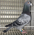 出品鳩♀7番17年生「14DA41375 BC♀」清水良典作全兄弟)北陸GN1100K総合12位鳩RG500K総合10位鳩 アーノルド号孫×PN総合17位&シバティ号近親