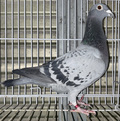 出品鳩「20KA04572 BC♀」中田作ボルドー056号300k6位500k21位700k19位1000k4位連合会最優秀鳩×レイ・スカイウォーカー号フォンテネーP5966羽総合優勝鳩