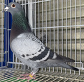 出品鳩若85番「25RA01695 BC」清水良典鳩舎作 "ザ・ヤンセン号"25年北陸GP800K380羽中総合優勝鳩の全兄弟鳩