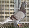�o�i���u�Q�S�e�e�O�R�O�V�V�@�r�v���v�����쏃�n�[�Q���X�n�@�ٕ��Z��j����GN����4�ʁ@���[�J�X���y���s�i�� N13�ʁ~GN����4�ʂ̕ꃋ�[�J�X����