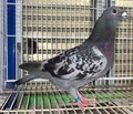 �o�i���u�Q�U�c�`�O�U�T�V�P�@�a�b�v������@����RG541K�����D���I�����s�b�N�~�X�n�C�V�����ߐe�n�w�i���[�Y���o���Z���i�m3�ʂ̑����y���M���[N9�ʂ̖��j