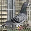 �o�i���u�Q�S�k�j�P�R�V�W�Q�@BC���v���c��@�ė��j25�N��t��GP2915�H������13�ʁ@�ٕ��Z��j��t���@����300K�����D���@�ٕ�Z��j��t��GP����24��