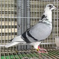 �o�i���u�Q�S�a�a�O�O�O�X�X�@�a�v���v���c��@�L�b�e���}�C���[�����ܑ����L�b�e�����j�c�a�cNat�`�o1�ʋߐe���i�h�[���_���g�����g�����̒��e���L�b�e�����̖��j