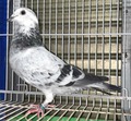 �o�i���u�Q�T�g�`�O�S�S�V�O�@�f���v��쐭�Y��@�ė��j26�N�����{CH5972�H������126�ʁ@�����{GN1106�H������20�ʂ̕��~500�j�����D��&�R�ʂ̑�