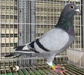 �o�i���u�Q�S�k�b�O�Q�R�S�R�a�v���@�v��g���Y��@�A���J�|�l��400KRg�j���[�_�ސ�u���b�N2,616�H�������D���~�W�E�G���h��1000�j�����D���ٕ̈�Z��