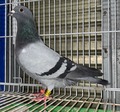 �o�i���u�Q�S�g�`�O�X�O�O�Q�@B���v��쐭�Y��@�ė��j�ߘa7�N�����{�t��GN1758�H������48�ʔ��@GN����20�ʂ̕��~19�NGN1106�H������5�ʂٕ̈�Z��