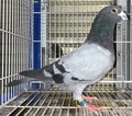 �o�i���u�P�U�k�b�O�W�P�X�Q�a���v�k�V��@���e�j�ыT���C���n��m�����D���@�������e�j�ыT�����E�T�����S���{A�o�S��2�ʁ@�K�r�[��f�B�A���������f�r���v�����X���̖�