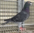 �o�i���u�Q�Q�g�`�O�X�U�Q�S�@BC���v��c�P����@���e�jGP3435�H��39�ʁE�����{CH708�H��171�ʁ@���W���[�o���Z���i�����e�~6�n��600K�����D��
