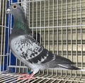 �o�i��22�N���u21HA12390�@�a�b���v���R�m��@���e�jGP3435�H��24�ʁE�����{CH7081�H������191�ʁ@�������t�B�l�P5000���̋ߐe