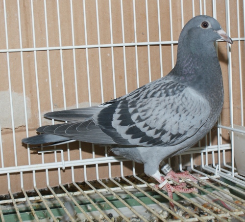 レース鳩モールオークション - 「チャリティ」飛ぶ鳥を落とす勢いの