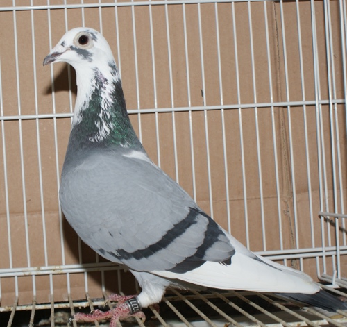 プレハブ 物置 倉庫 鳩 レース鳩 鳥 鳩舎 うき