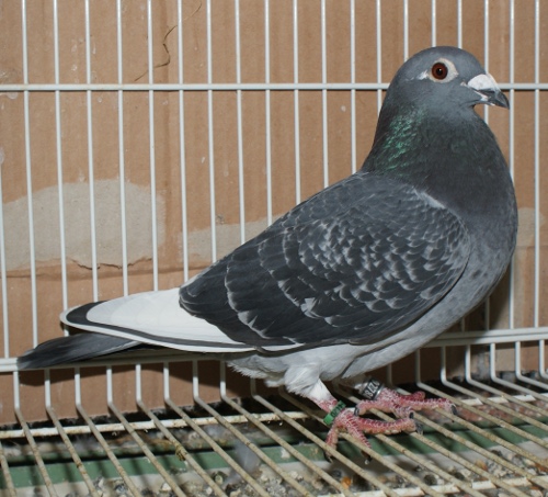 プレハブ 物置 倉庫 鳩 レース鳩 鳥 鳩舎 うき