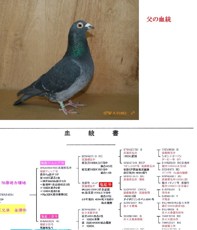 レース鳩モールオークション - 即決・出品鳩若26番