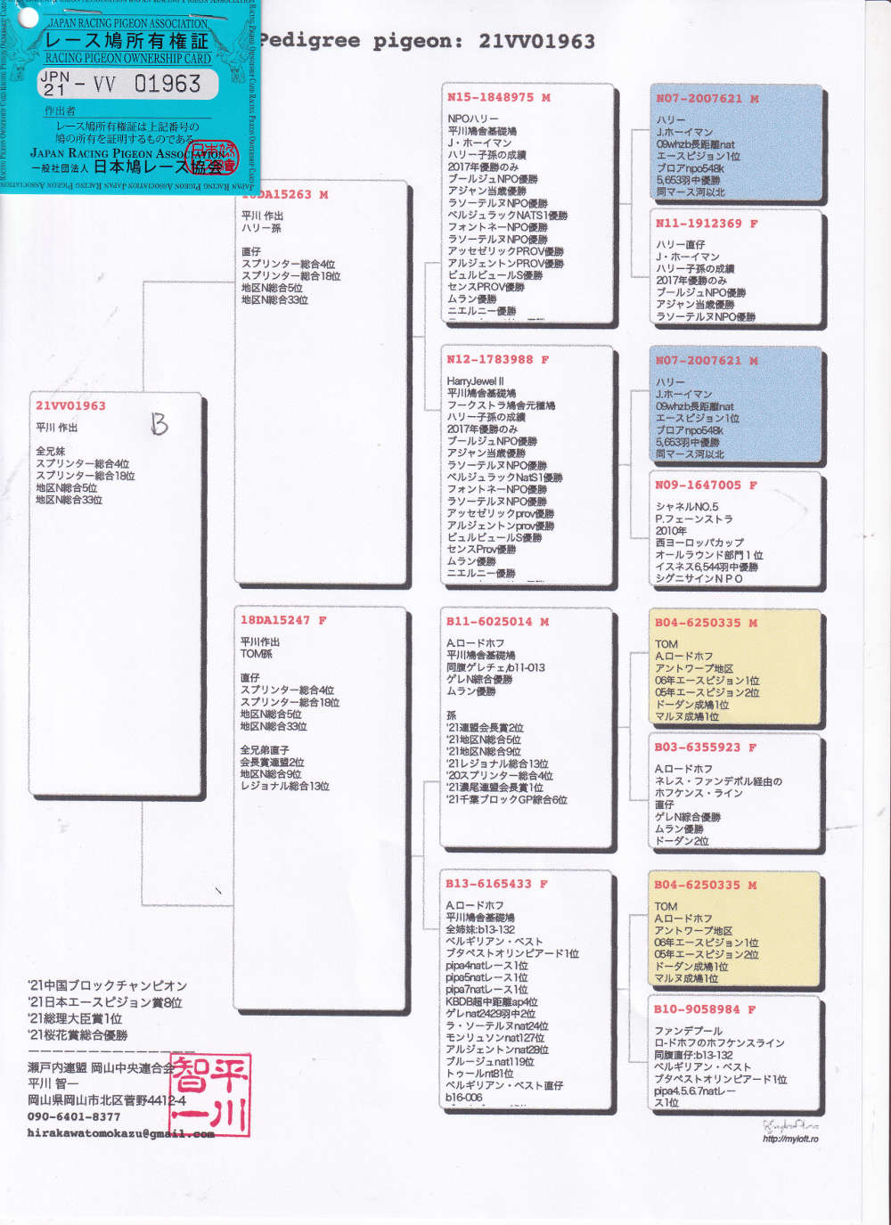 レース鳩モールオークション 出品鳩 ２１ｖｖ０１９６３ ｂ 平川智一鳩舎作 全兄弟 地区ｎ総合５位３３位スプリンター総合４位１９位入賞 ハリー号近親孫鳩 トム号近親孫鳩