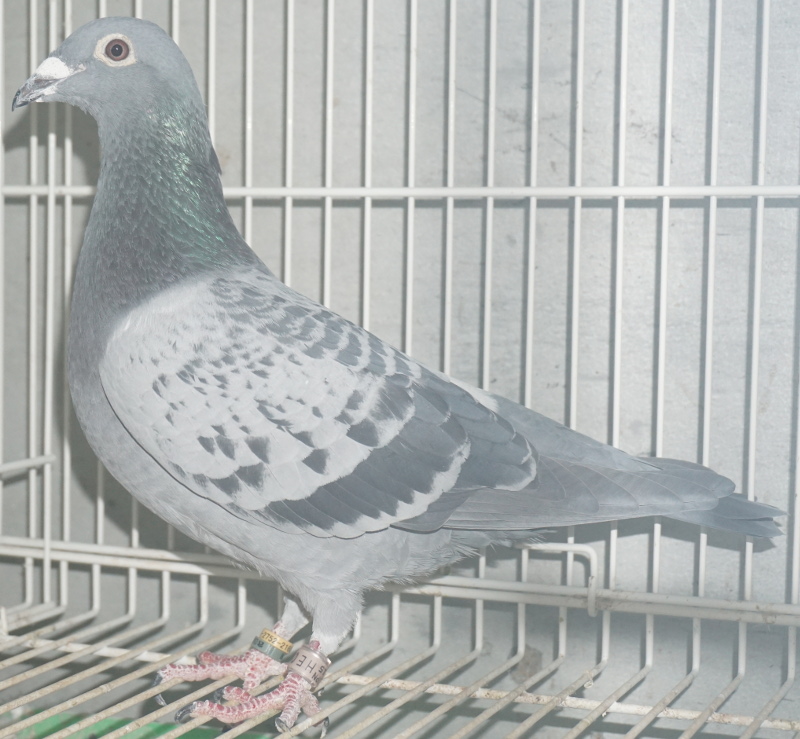 レース鳩モールオークション 出品 リスト外 １５ｈｅ００１６４ ｂｃ 吉田和宏作 ヤンセンペパーマン 系設楽鳩舎チョコ源鳩の同腹 吉田源鳩 中島ヤンセン 大徳ゴメール系