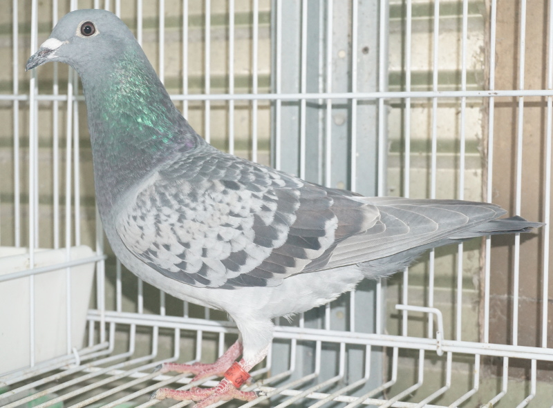 激安ビジネス Famous Blood 銘血 銘鳩 鳩レース | lasgranadasoaxaca.com