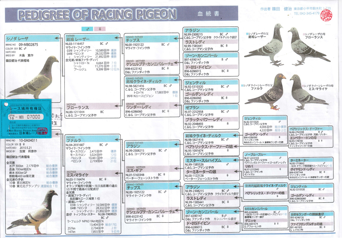 レース鳩モールオークション - 出品鳩♀21番