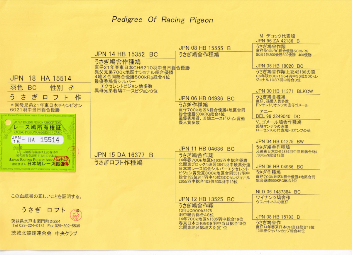 レース鳩モールオークション - 出品鳩 「１８ＨＡ１５５１４ ＢＣ