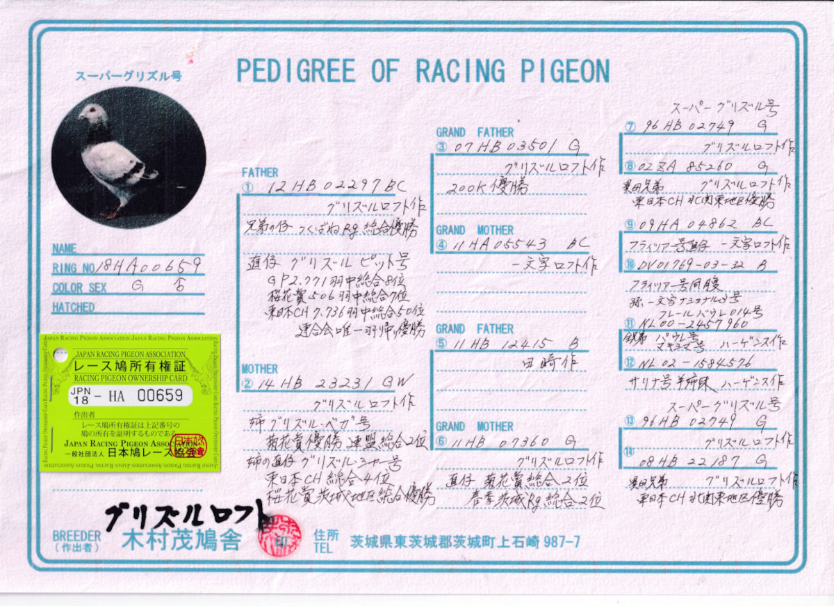 S♡ページ レース鳩モールオークション - 出品鳩♂14番