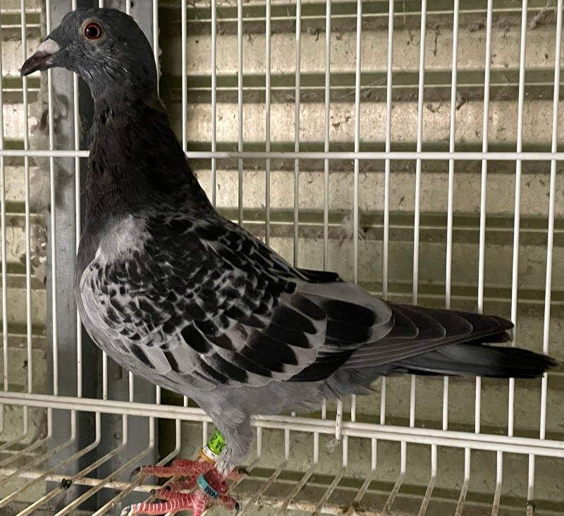 【お値下げしました】グラハム・クラーク/平和の鳩（美品、サイン入り） お値下げしました】グラハム・クラーク/平和の鳩（美品、サイン