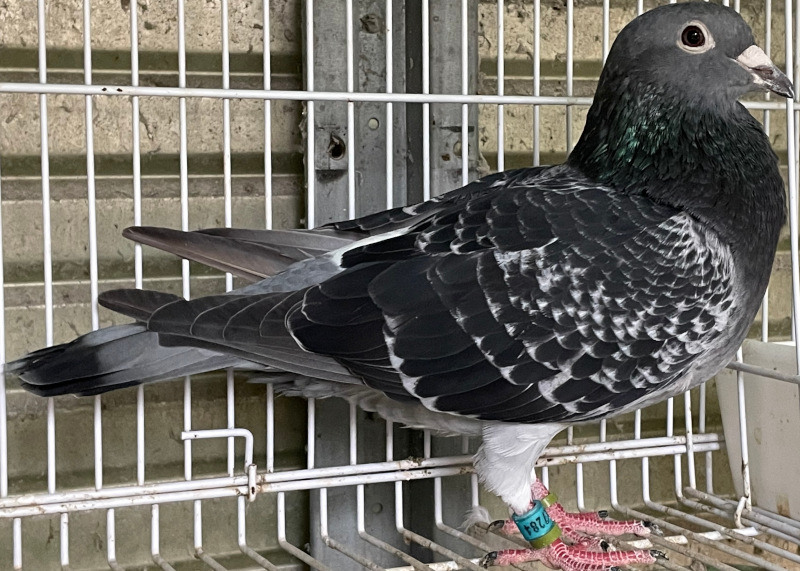 【中古】 臨月/文芸社/鴨ノ橋怜 レース鳩モールオークション - 即決・出品鳩