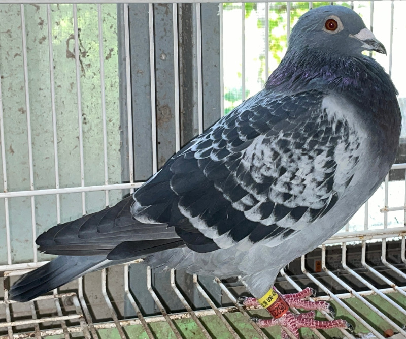 ラリック 鳩 コンポート 食器