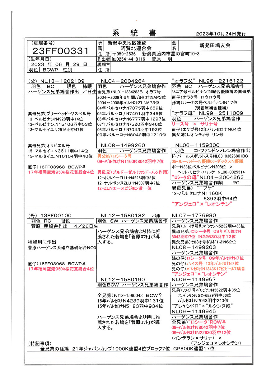 レース鳩モールオークション - 出品鳩 「23FF00331
