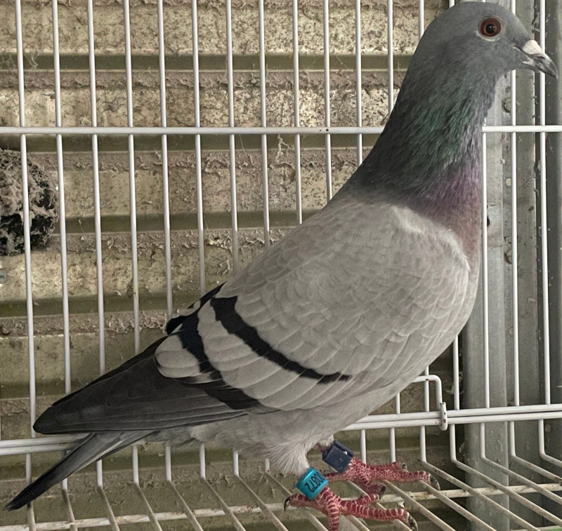 Amazon.co.jp: ホームデコレーション 鳥と本 ヴィンテージ