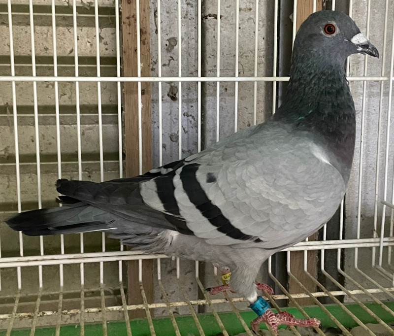 【中古】 指標オッズ確勝馬券の法則 １１２５４レースが解明した/アリアドネ企画/真光寺豪 11254レースが解明した指標オッズ確勝馬券の法則 (Ariadne
