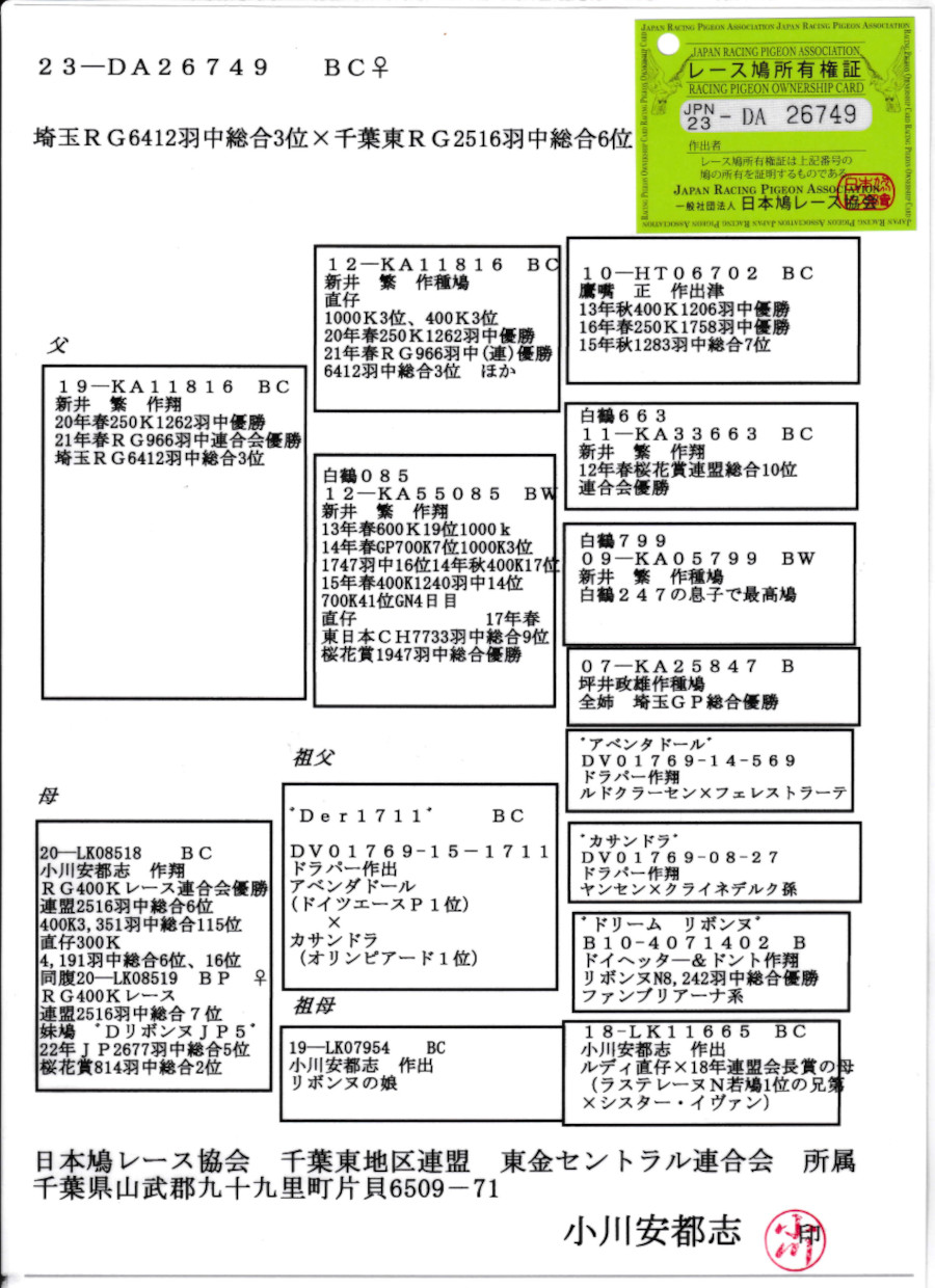レース鳩モールオークション - 出品鳩「23DA26749 BC