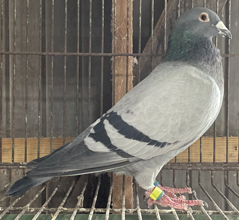 カラスの図掛軸　H91 Yahoo!オークション - 掛軸 下條桂谷 鳥 鴉 からす カラス 日本