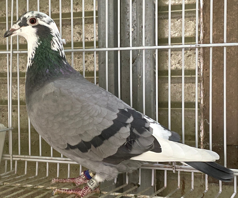 お値下げしました】グラハム・クラーク/平和の鳩（美品、サイン