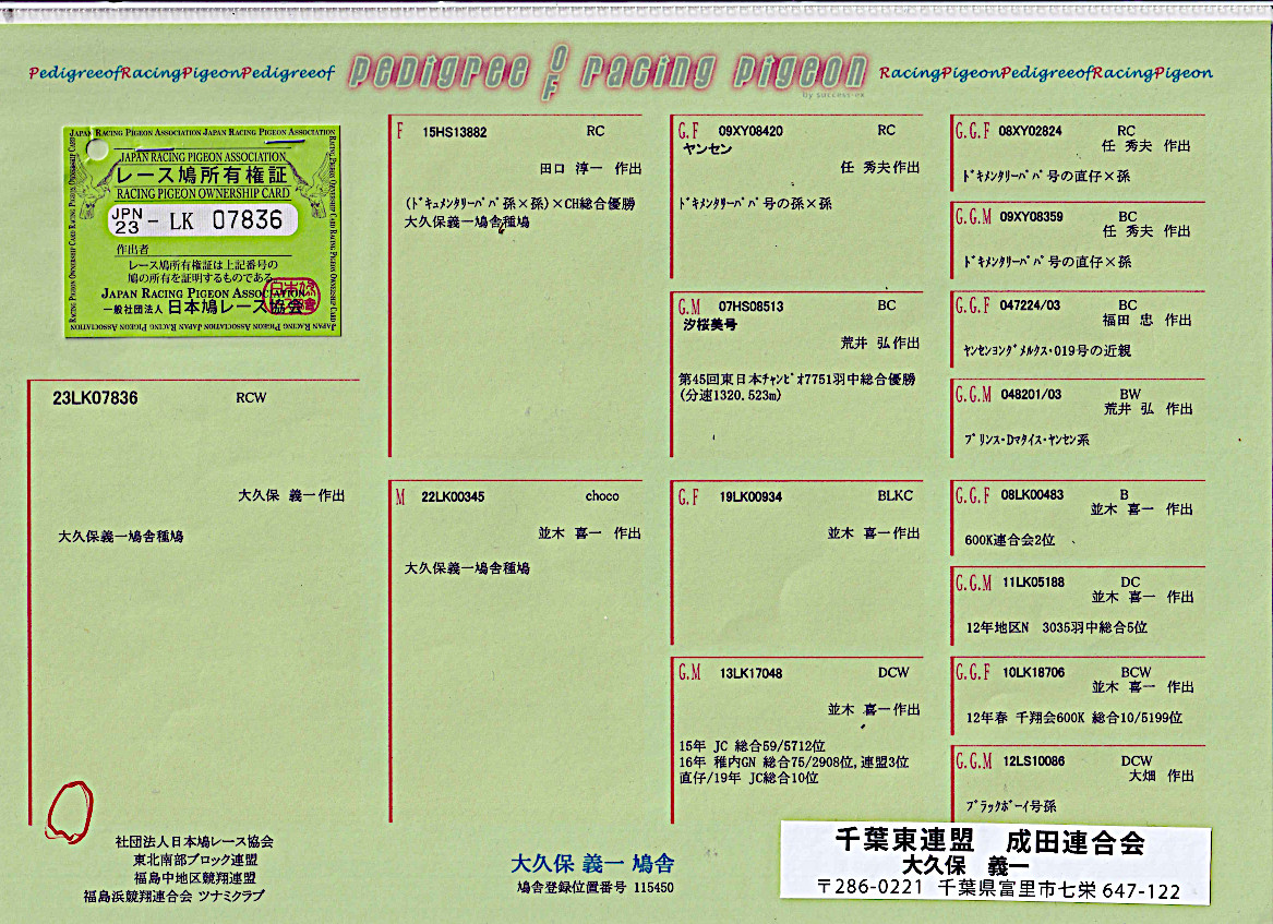 レース鳩モールオークション - 出品鳩若26番