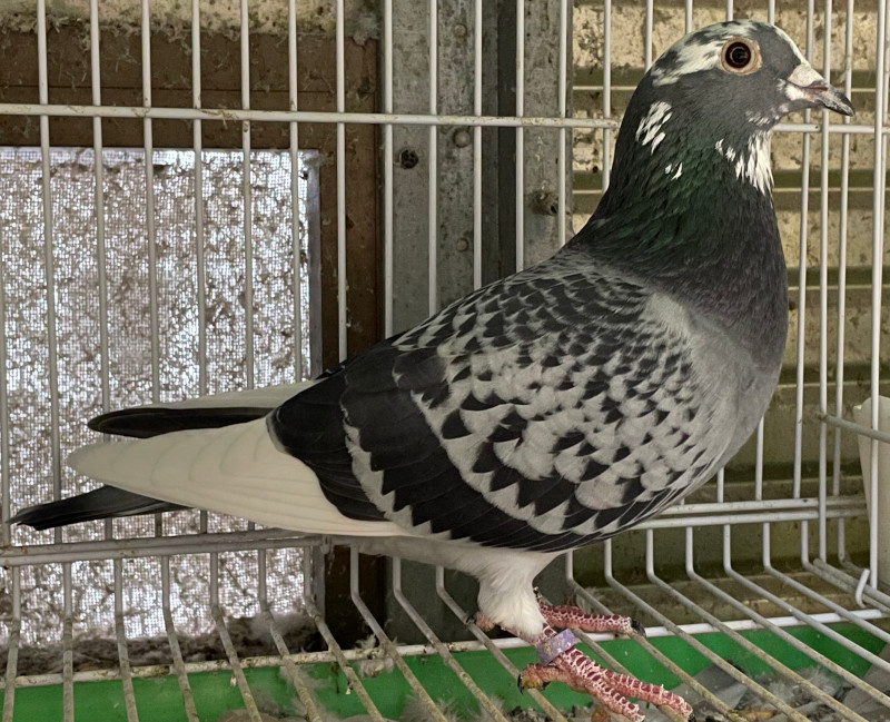 白磁鳩 レース鳩モールオークション - 出品鳩♀77番「21－ムカン